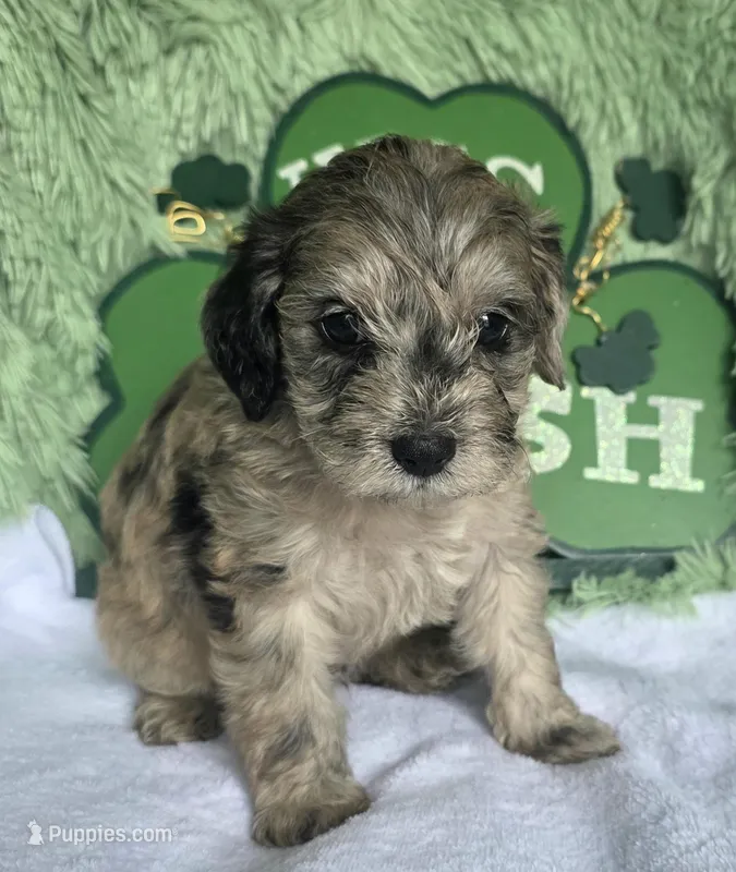 Chandler  – Schnoodle puppy on hold in Kirksville, MO
