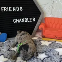 Chandler , a male Schnoodle for sale in Kirksville, MO – Photo 10 of 10