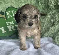Chandler , a male Schnoodle for sale in Kirksville, MO – Photo 9 of 10