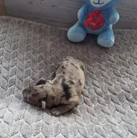 processed/bf5c9028-ee07-4f33-a1a4-088b921492a0/listing/b60f3cae-7ebf-4e55-a869-c6040f4fed2b/d33136ed-0f0e-46f1-be75-3b1b79c8877d