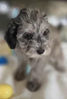 Chandler , a male Schnoodle for sale in Kirksville, MO – Photo 2 of 10