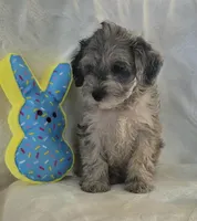 Chandler , a male Schnoodle for sale in Kirksville, MO – Photo 3 of 10