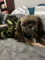 IMPERIAL SHIH TZU (CHEWY), a male Shih Tzu for sale in Hemingway, SC – 7 of 7