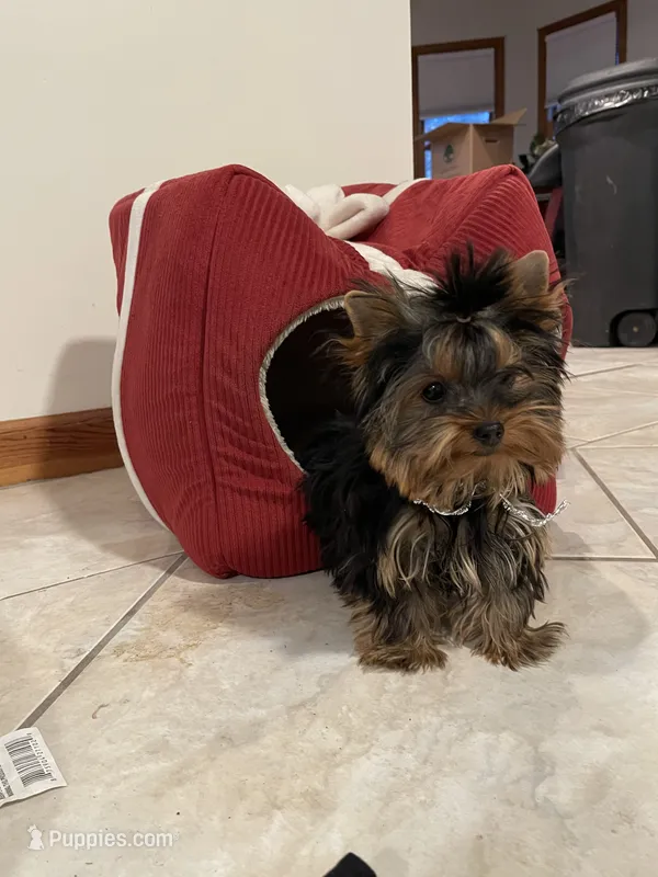 AVANTIYORKIE