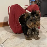 AVANTIYORKIE, a male Yorkshire Terrier for sale in Hemingway, SC – Photo 6 of 10