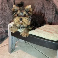 AVANTIYORKIE, a male Yorkshire Terrier for sale in Hemingway, SC – Photo 10 of 10