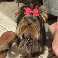 AVANTIYORKIE, a male Yorkshire Terrier for sale in Hemingway, SC – Photo 9 of 10