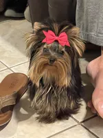 AVANTIYORKIE, a male Yorkshire Terrier for sale in Hemingway, SC – Photo 5 of 10