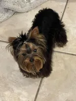 AVANTIYORKIE, a male Yorkshire Terrier for sale in Hemingway, SC – Photo 3 of 10