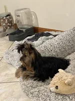 AVANTIYORKIE, a male Yorkshire Terrier for sale in Hemingway, SC – Photo 2 of 10