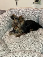 AVANTIYORKIE, a male Yorkshire Terrier for sale in Hemingway, SC – Photo 4 of 10