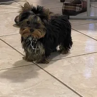 AVANTIYORKIE, a male Yorkshire Terrier for sale in Hemingway, SC – Photo 5 of 10