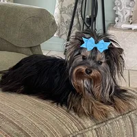 AVANTIYORKIE, a male Yorkshire Terrier for sale in Hemingway, SC – Photo 8 of 10