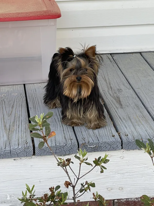 AVANTIYORKIE – Yorkshire Terrier puppy for sale in Hemingway, SC