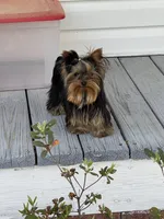 AVANTIYORKIE, a male Yorkshire Terrier for sale in Hemingway, SC – Photo 1 of 10
