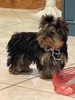 AVANTIYORKIE, a male Yorkshire Terrier for sale in Hemingway, SC – Photo 10 of 10