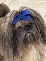 IMPERIAL SHIH TZU (CHEWY), a male Shih Tzu for sale in Hemingway, SC – 5 of 7