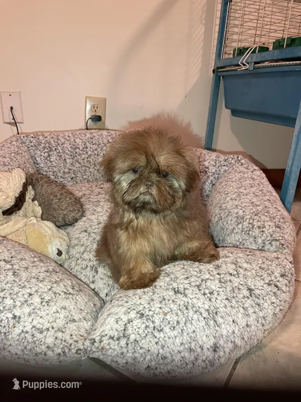 AVANTI IMPERIAL SHIH TZU – Shih Tzu puppy for sale in Hemingway, SC