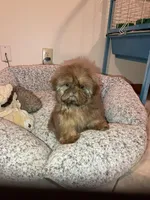 AVANTI IMPERIAL SHIH TZU, a female Shih Tzu for sale in Hemingway, SC – Photo 1 of 5