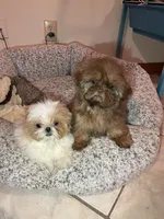 AVANTI IMPERIAL SHIH TZU, a female Shih Tzu for sale in Hemingway, SC – Photo 2 of 5