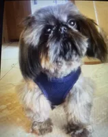 AVANTI IMPERIAL SHIH TZU, a female Shih Tzu for sale in Hemingway, SC – Photo 4 of 5