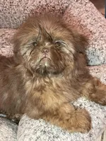 AVANTI IMPERIAL SHIH TZU, a female Shih Tzu for sale in Hemingway, SC – Photo 3 of 5