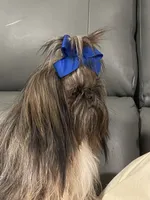 IMPERIAL SHIH TZU (CHEWY), a male Shih Tzu for sale in Hemingway, SC – 2 of 7