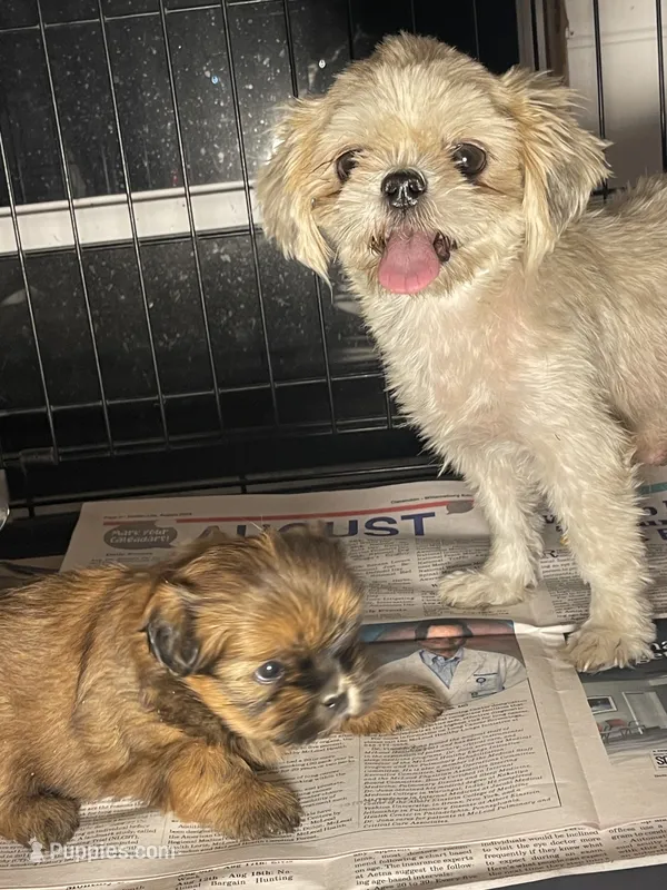 AVANTI SHIH TZU – Shih Tzu puppy for sale in Hemingway, SC