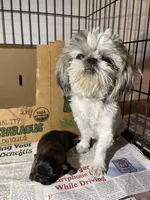AVANTI SHIH TZU, a male Shih Tzu for sale in Hemingway, SC – 2 of 5