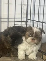 AVANTI SHIH TZU, a male Shih Tzu for sale in Hemingway, SC – 3 of 6