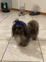 IMPERIAL SHIH TZU (CHEWY), a male Shih Tzu for sale in Hemingway, SC – 3 of 7