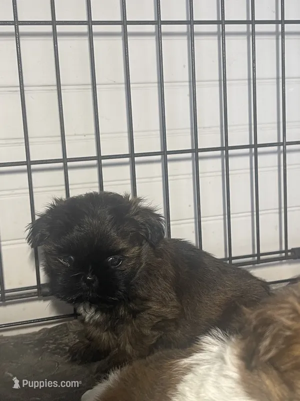 AVANTI SHIH TZU – Shih Tzu puppy for sale in Hemingway, SC