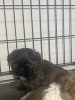 AVANTI SHIH TZU, a male Shih Tzu for sale in Hemingway, SC – 1 of 5