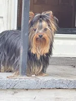 AVANTIYORKIE, a male Yorkshire Terrier for sale in Hemingway, SC – 2 of 10