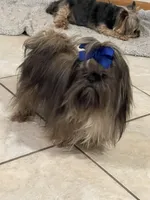 IMPERIAL SHIH TZU (CHEWY), a male Shih Tzu for sale in Hemingway, SC – 1 of 7