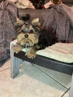 AKC AvantiYorkie, a male Yorkshire Terrier for sale in Hemingway, SC – Photo 1 of 7