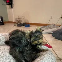 AKC AvantiYorkie, a male Yorkshire Terrier for sale in Hemingway, SC – Photo 3 of 7