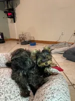 AKC AvantiYorkie, a male Yorkshire Terrier for sale in Hemingway, SC – Photo 3 of 7