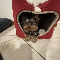 AKC AvantiYorkie, a male Yorkshire Terrier for sale in Hemingway, SC – Photo 7 of 7