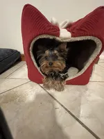 AKC AvantiYorkie, a male Yorkshire Terrier for sale in Hemingway, SC – Photo 7 of 7