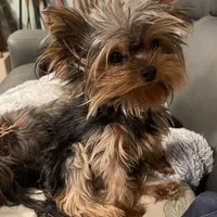 AKC AvantiYorkie, a male Yorkshire Terrier for sale in Hemingway, SC – Photo 6 of 7