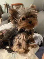 AKC AvantiYorkie, a male Yorkshire Terrier for sale in Hemingway, SC – Photo 6 of 7