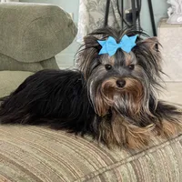 AKC AvantiYorkie, a male Yorkshire Terrier for sale in Hemingway, SC – Photo 5 of 7