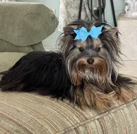 AKC AvantiYorkie, a male Yorkshire Terrier for sale in Hemingway, SC – Photo 5 of 7