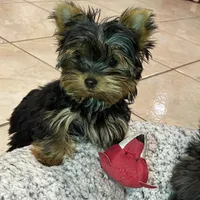 AKC AvantiYorkie, a male Yorkshire Terrier for sale in Hemingway, SC – Photo 2 of 7