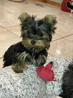 AKC AvantiYorkie, a male Yorkshire Terrier for sale in Hemingway, SC – Photo 2 of 7