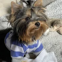 AKC AvantiYorkie, a male Yorkshire Terrier for sale in Hemingway, SC – Photo 4 of 7