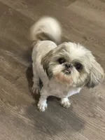 AVANTI SHIH TZU, a male Shih Tzu for sale in Hemingway, SC – 4 of 5