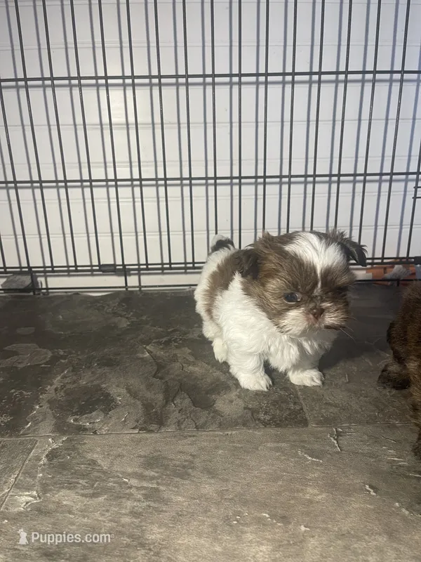 AVANTI SHIH TZU – Shih Tzu puppy for sale in Hemingway, SC
