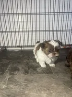 AVANTI SHIH TZU, a male Shih Tzu for sale in Hemingway, SC – 1 of 6